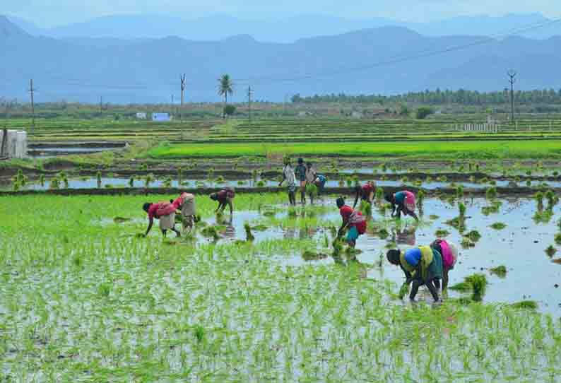 நாற்று நடவு பணிகள் மும்முரம்