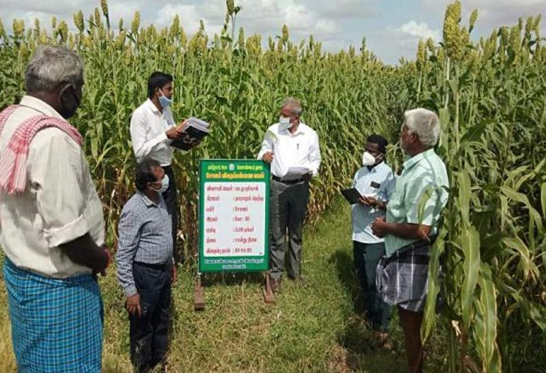 காஞ்சீபுரம் மற்றும் செங்கல்பட்டு மாவட்டங்களில் விதை சான்று இயக்குனர் ஆய்வு