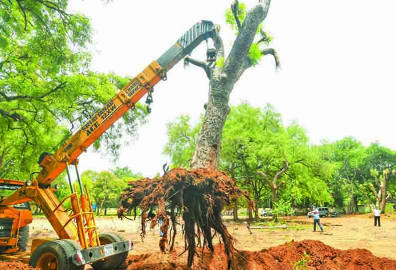 மரங்களை வேறு இடத்தில் நடும் பணி