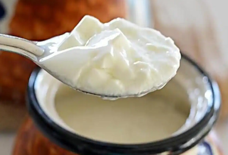 Yogurt that gives immunity | நோய் எதிர்ப்பு ஆற்றலை தரும் தயிர்