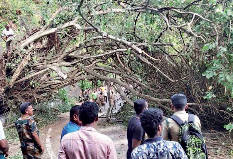 கொடைக்கானல் மலைப்பாதையில் சரிந்து விழுந்த ராட்சத மரம்