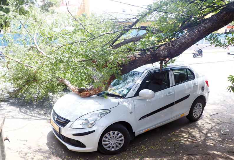 கன்டெய்னர் லாரி மோதியதில் மரம் முறிந்து கார் மீது விழுந்தது