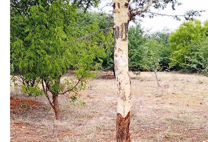 பட்டைகளை இரவு நேரத்தில் மர்ம நபர்கள் சாராயம் காய்ச்ச உறித்து செல்வதால் மரங்கள் காய்ந்து போகும் அபாயத்தில் இருப்பதாக விவசாயிகள் கவலை