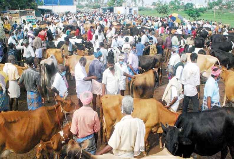 ஈரோடு கருங்கல்பாளையம் சந்தைக்கு மாடுகள் வரத்து அதிகரிப்பு