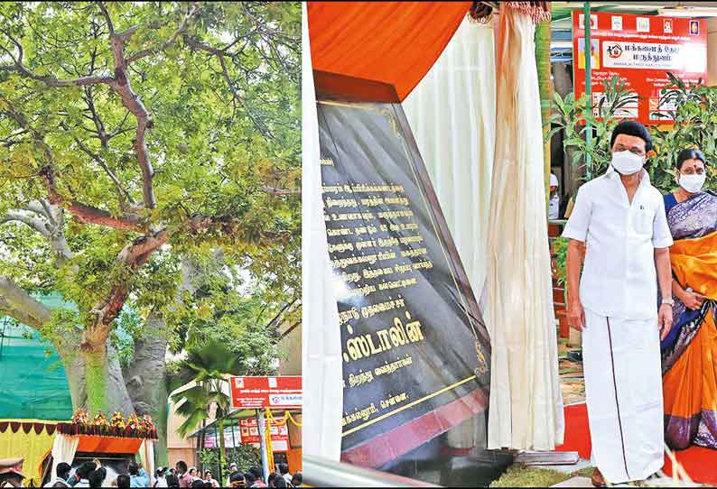 சென்னை ராஜீவ்காந்தி ஆஸ்பத்திரி வளாகத்தில் 150 ஆண்டு பழமையான ஆப்பிரிக்க ஆனைப்புளி பெருக்க மரம்