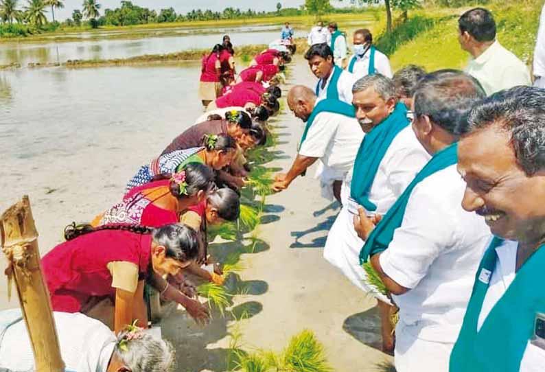 நீடாமங்கலம் அருகே, பாரம்பரிய இயற்கை நெல் திருவிழா - பூண்டி கலைவாணன் எம்.எல்.ஏ. தொடங்கி வைத்தார்