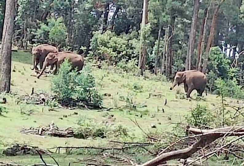 கொடைக்கானல் சுற்றுலா இடங்களில் இருந்து இடம் பெயர்ந்த காட்டு யானைகள்