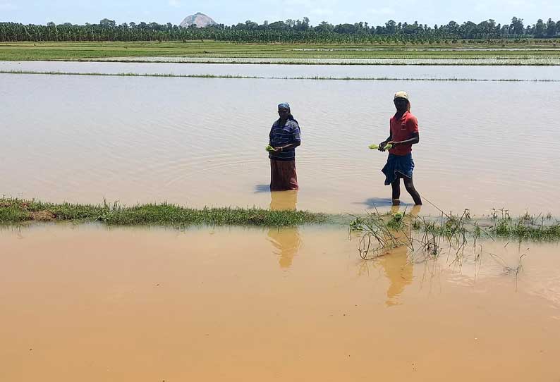 விவசாய பயிர்கள் தண்ணீரில் மூழ்கின