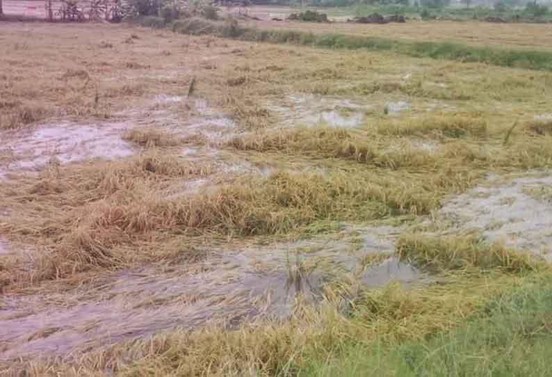 பாகூர் பகுதியில் 500 ஏக்கர் நெற்பயிர்கள் மழைநீரில் மூழ்கி சேதமடைந்தது.