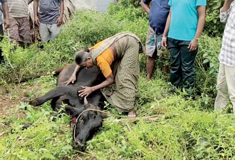 மேட்டூர் அருகே காலாவதியான சாக்லெட்டுகளை தின்ற 3 மாடுகள் செத்தன-மேலும் ஒரு மாட்டுக்கு தீவிர சிகிச்சை