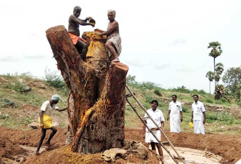 100 ஆண்டுகள் பழமையான ஆலமரம் மாற்று இடத்தில் நடப்பட்டது