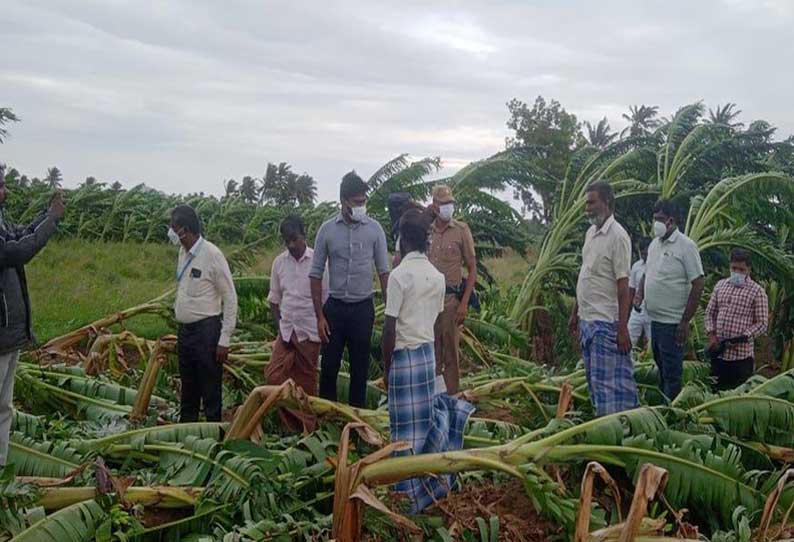 சூறைக்காற்றில் நாசமான வாழைகளை உதவி கலெக்டர் ஆய்வு