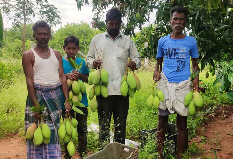 மாங்காய் விளைச்சல் அமோகம்