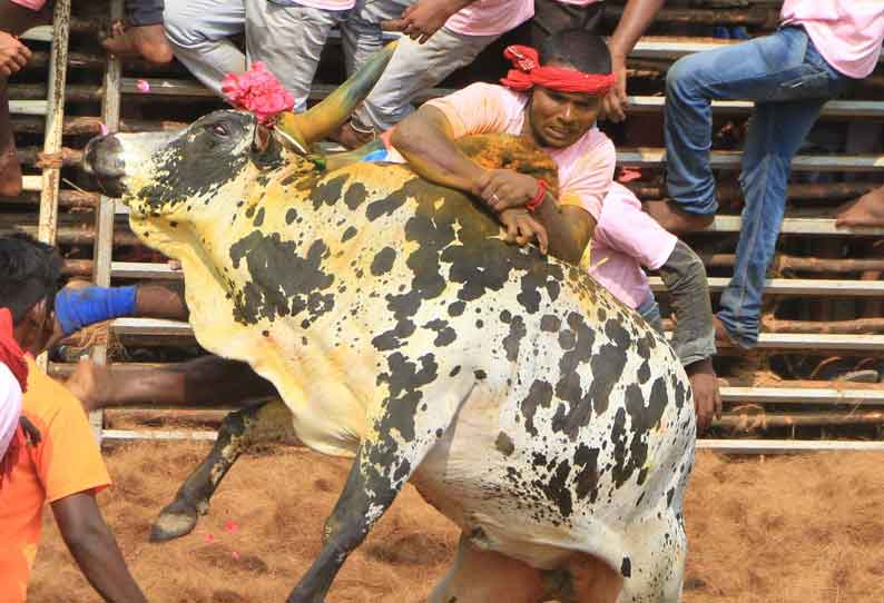 தஞ்சை அருகே ஜல்லிக்கட்டில் மாடு முட்டியதில் 38 பேர் காயம்