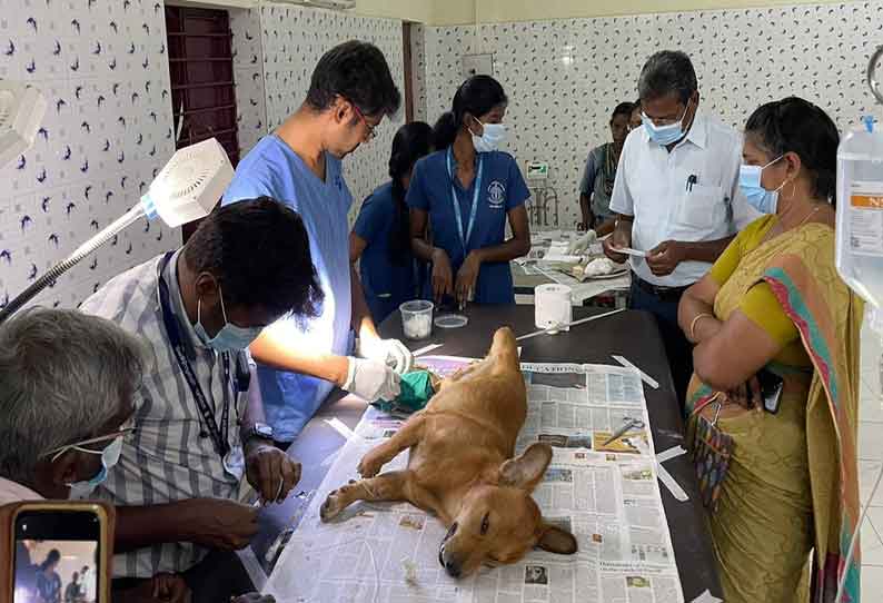 ஈரோடு மாநகராட்சியில் தெருவில் சுற்றித்திரியும் நாய்களுக்கு கருத்தடை அறுவை சிகிச்சை