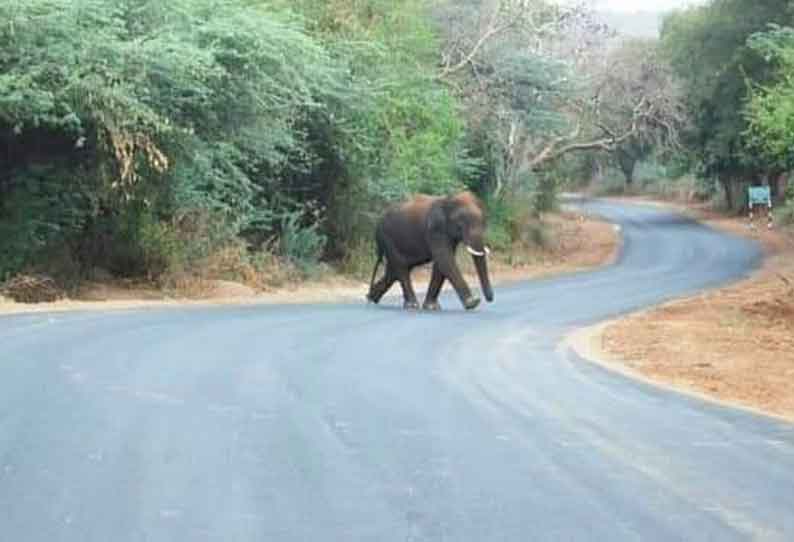 ஒகேனக்கல்லில் சாலையை கடந்து சென்ற காட்டு யானை