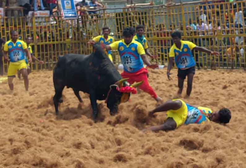 தர்மபுரியில் ஜல்லிக்கட்டு விழா சீறிபாய்ந்த காளைகளுடன் மல்லுக்கட்டிய காளையர்கள் மாடுகள் முட்டி 10 பேர் படுகாயம்