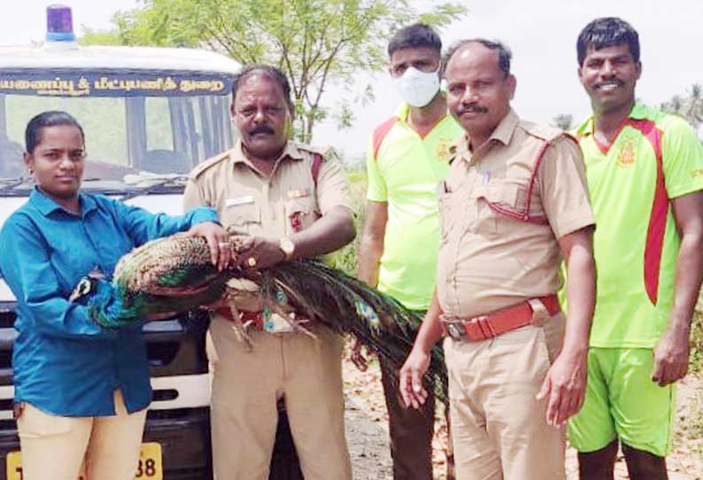 கிணற்றுக்குள் விழுந்த மயில் உயிருடன் மீட்பு