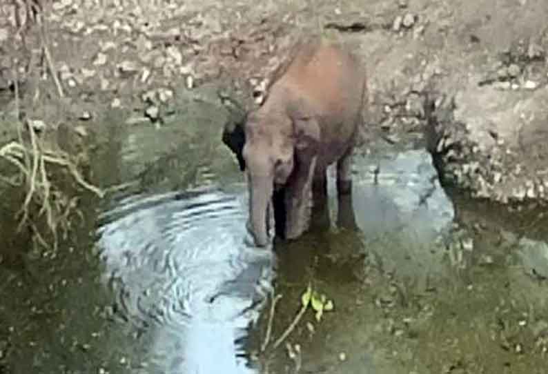 பண்ணாரி கோவில் அருகில் குட்டையில் தண்ணீர்  குடித்த குட்டி யானை