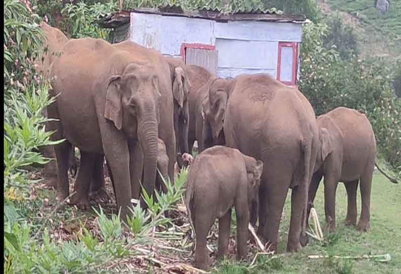 குன்னூர் அருகே எஸ்டேட் குடியிருப்பில் காட்டு யானைகள் முகாம்