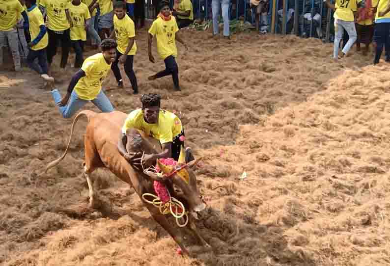 நார்த்தாமலை  ஜல்லிக்கட்டில் 900 காளைகள் சீறிப்பாய்ந்தன 40 பேர் காயம்