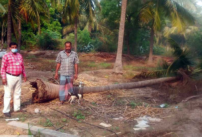 சூறாவளி காற்றால் வேருடன் சாய்ந்த மரங்கள்