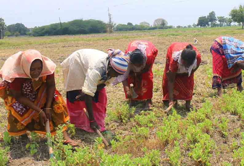 பருத்தி நடவுக்காக வயல்வெளிகளில் களை எடுக்கும் பணி மும்முரம்