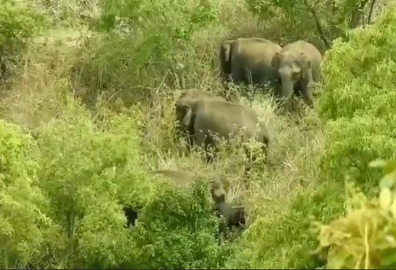 கொடைக்கான‌ல் அருகே காட்டுயானை அட்டகாசம் - விவ‌சாயிக‌ள் அச்ச‌ம்..!