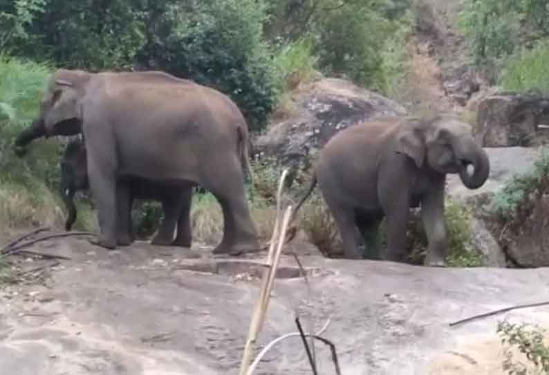 கொடைக்கானல் அருகே குட்டியுடன் வலம் வரும் காட்டு யானைகள்; மலைக்கிராம மக்கள் அச்சம்