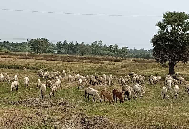 இயற்கை உரத்துக்காக வயலில் ஆட்டு கிடை அமைக்க விவசாயிகள் ஆர்வம்