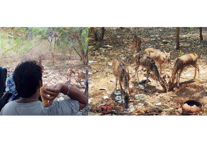 வன விலங்குகளுக்கு உணவு பொருட்கள் வழங்குவதை தவிர்க்க வேண்டும்