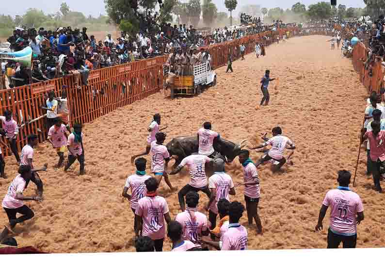 சிவகங்கை அருகே ஜல்லிக்கட்டில் சீறிப்பாய்ந்த காளைகள்