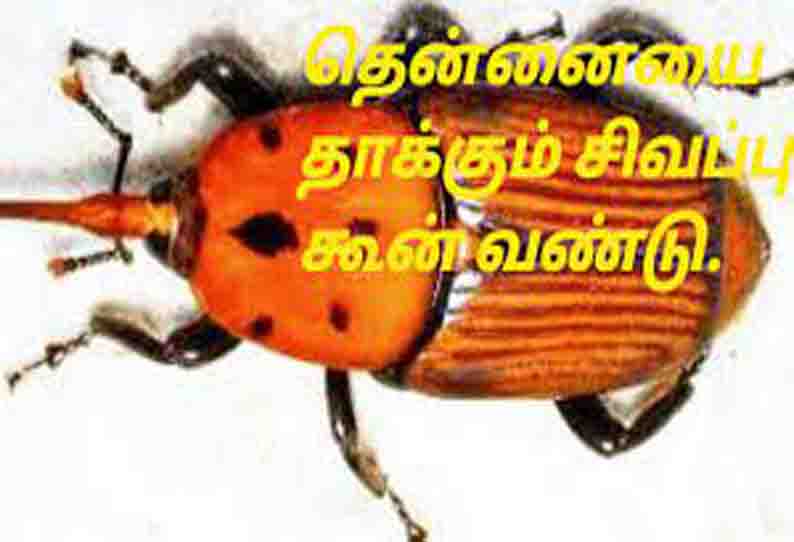 சிவப்பு கூன் வண்டுகளை கட்டுப்படுத்தும் தொழில்நுட்பம்- வேளாண்மை உதவி இயக்குனர் சரவணன் தகவல்