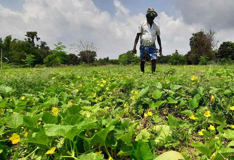 வெள்ளரி பிஞ்சு அறுவடை பணி தீவிரம்