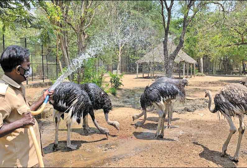 வண்டலூர் உயிரியல் பூங்காவில் கோடை வெயிலை சமாளிக்க விலங்குகளுக்கு சிறப்பு ஏற்பாடுகள்