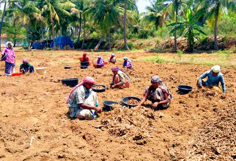 முத்தூர் அருகே நத்தக்காடையூர் கீழ்பவானி பாசன பகுதிகளில் மஞ்சள் அறுவடை பணிகள் தீவிரமாக நடைபெற்று வருகின்றன