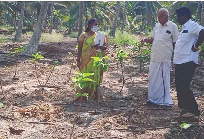 உடுமலை பகுதியில் இயற்கை முறையில் அதிக லாபம் தரக்கூடிய செடி அத்தி சாகுபடி