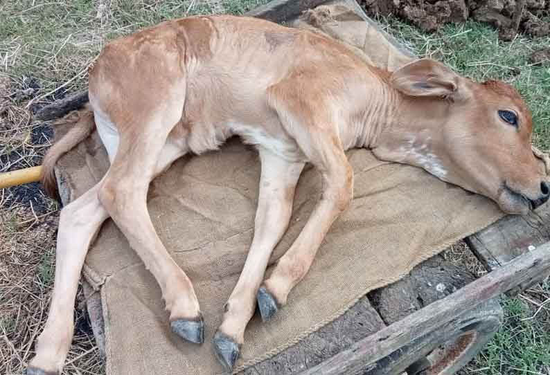 மர்ம நோயால் செத்து மடியும் கால்நடைகள்