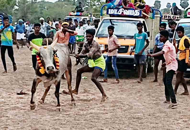 திருப்பத்தூர் அருகே செவ்வூர் கிராமத்தில் மஞ்சுவிரட்டு