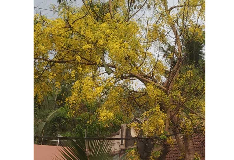 குமரியில் பூத்துக் குலுங்கும் கனிக்கொன்றை மலர்கள்