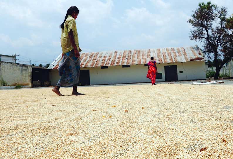 சோளம் அறுவடை பணிகள் தீவிரம்