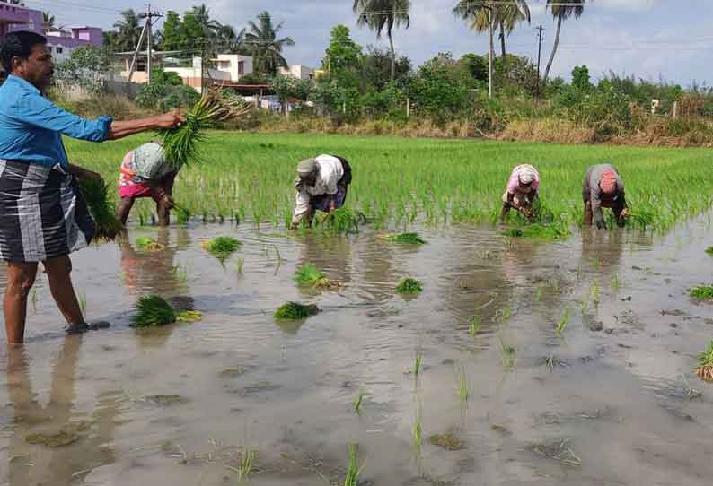 கோடை நெல் சாகுபடி பணியில் விவசாயிகள் மும்முரம்