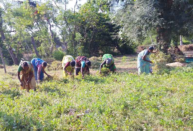 நிலக்கடலை அறுவடை பணி தீவிரம்