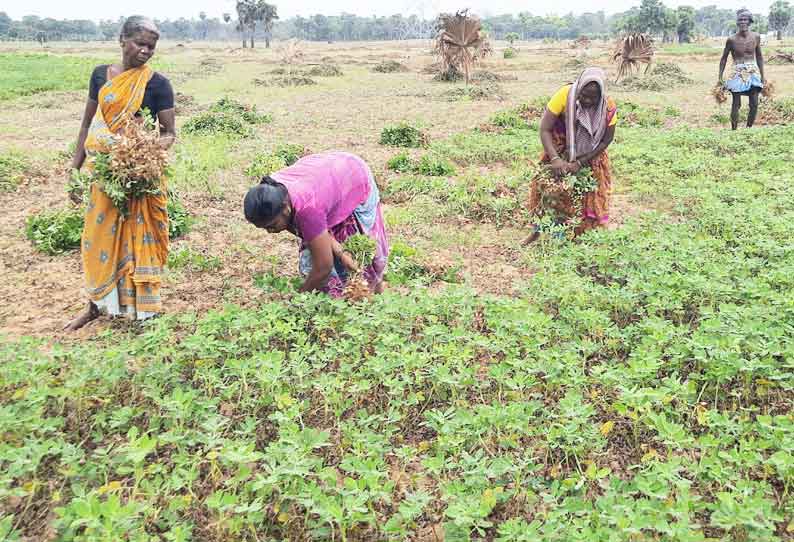 நிலக்கடலை அறுவடை பணி தீவிரம்