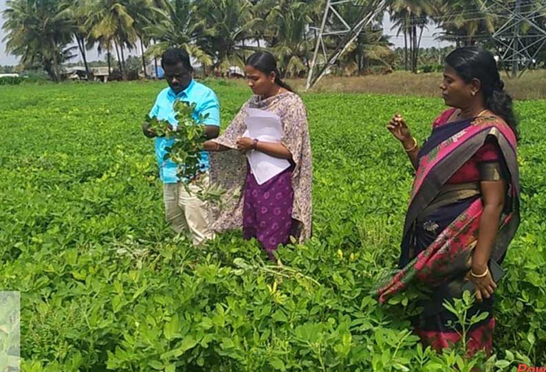 விதைப்பண்ணையில் விதைச்சான்று மற்றும் அங்ககச்சான்று உதவி இயக்குனர் மாரிமுத்து ஆய்வு