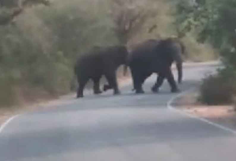 தேன்கனிக்கோட்டையில் சாலையை கடந்து சென்ற யானைகள்