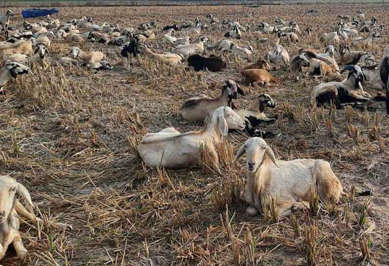 இயற்கை விவசாயத்துக்கு மாறும் விவசாயிகள்