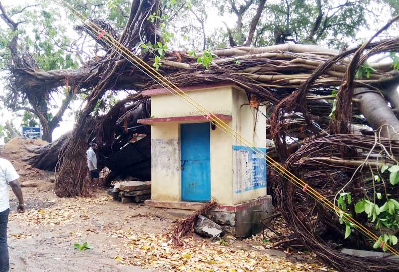 ஆலமரம் வேரோடு சாய்ந்தது