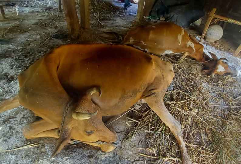 வெங்காயபள்ளி ஊராட்சியில் மர்ம நோய் தாக்கி 2 மாடுகள் சாவு