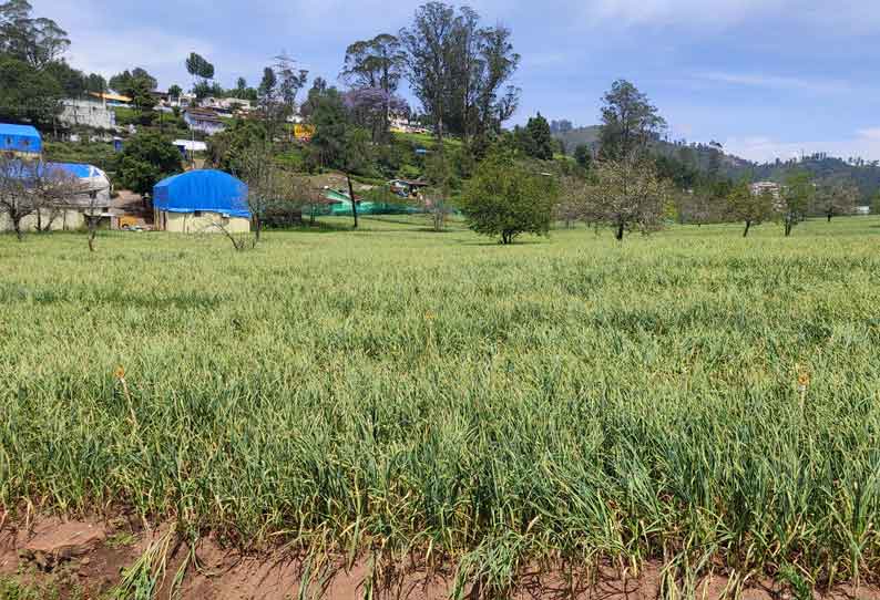 பூண்டு அறுவடையை தள்ளிபோடும் விவசாயிகள்